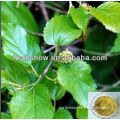1-deoxynojirimycin Mulberry Leaf Extract & Morus